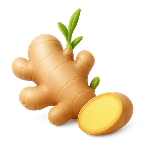 Icono de Jengibre (Zingiber officinale)